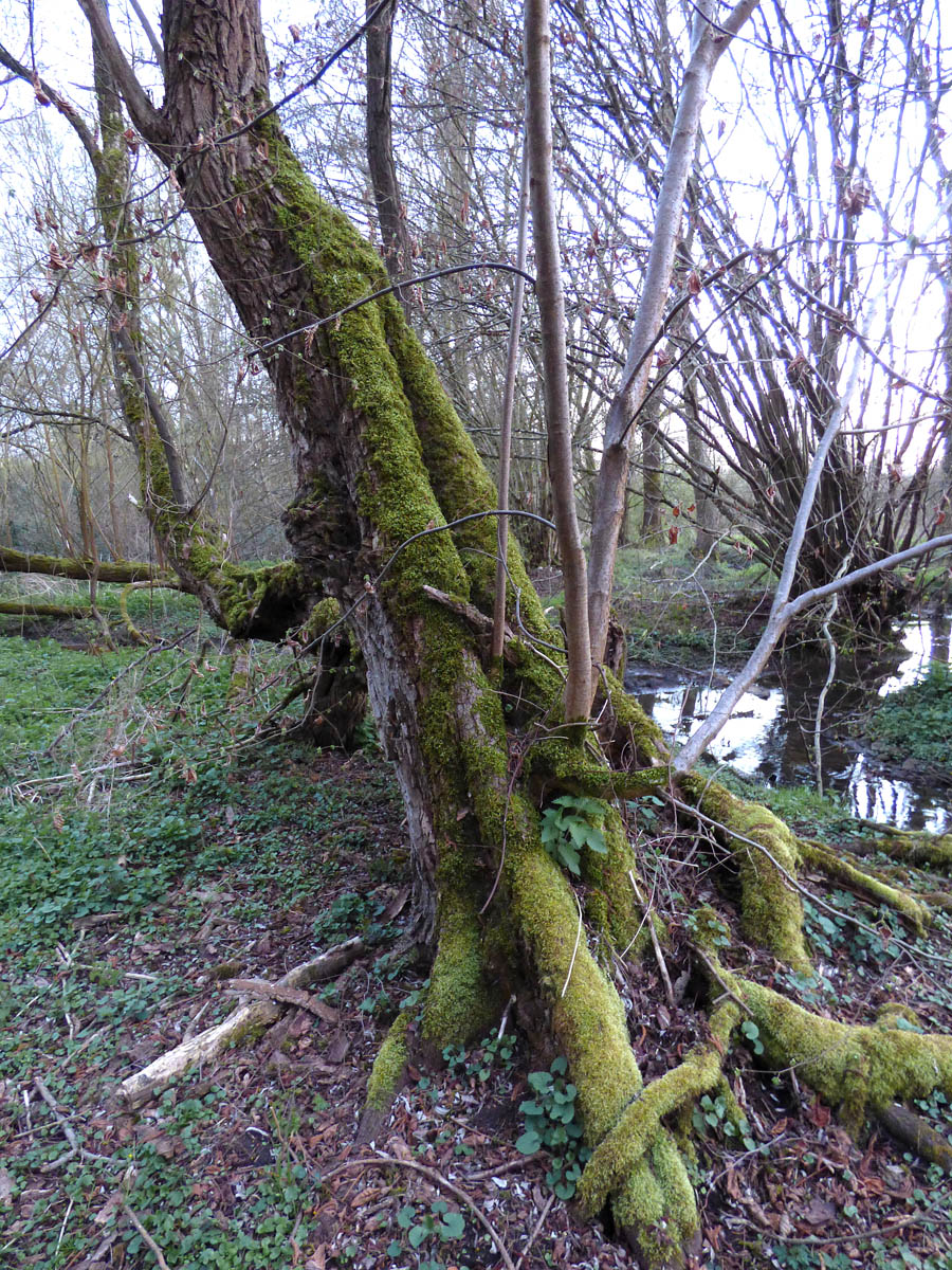 Le GOUY (8 avril 2016)